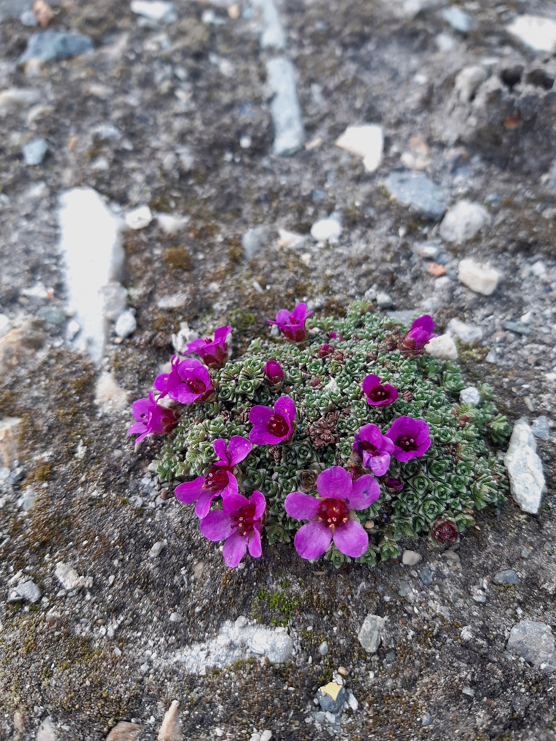 Fioritura d'alta quota fra i detriti rocciosi