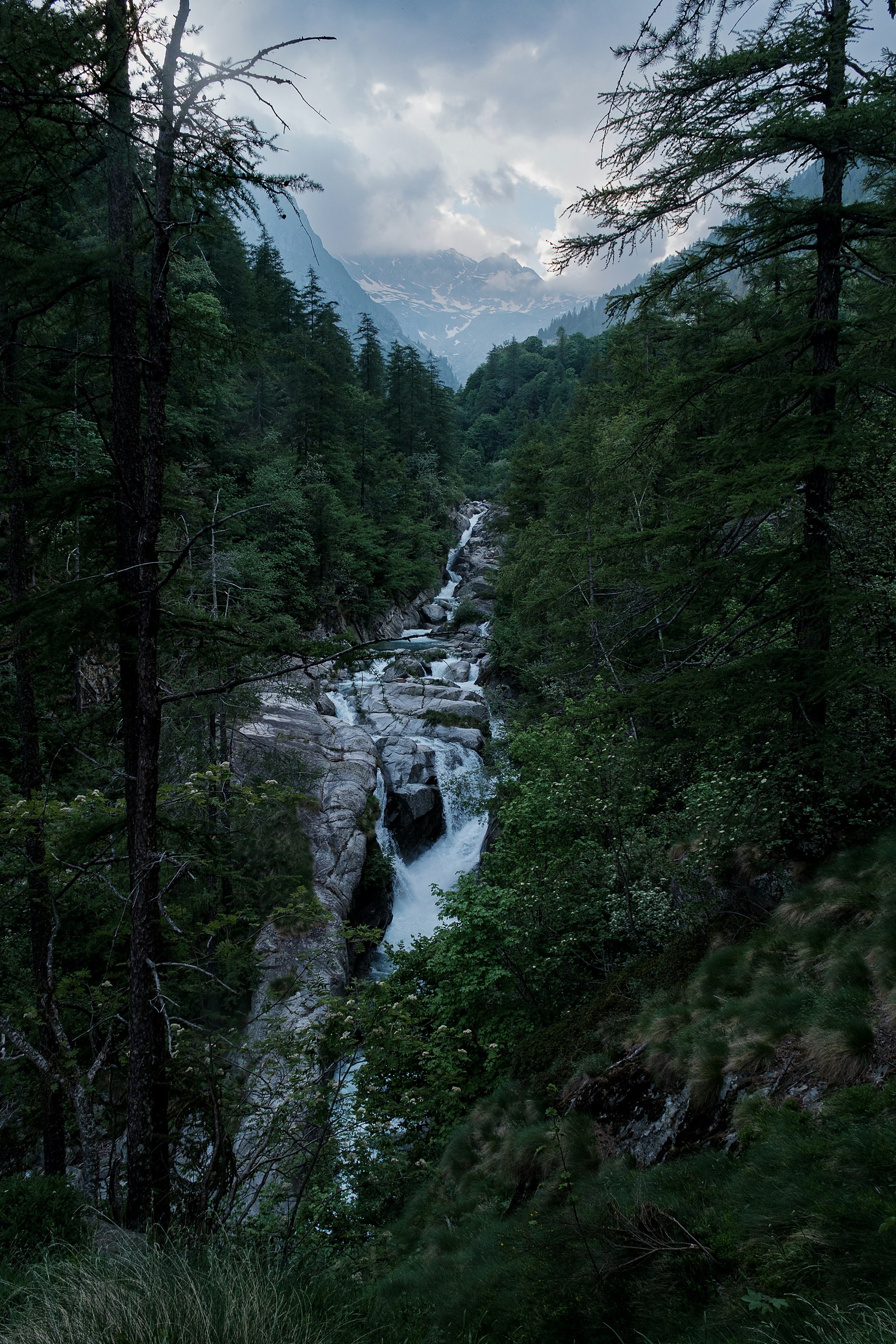 Il torrente nel bosco di conifere, con le cime tra le nuvole sullo sfondo